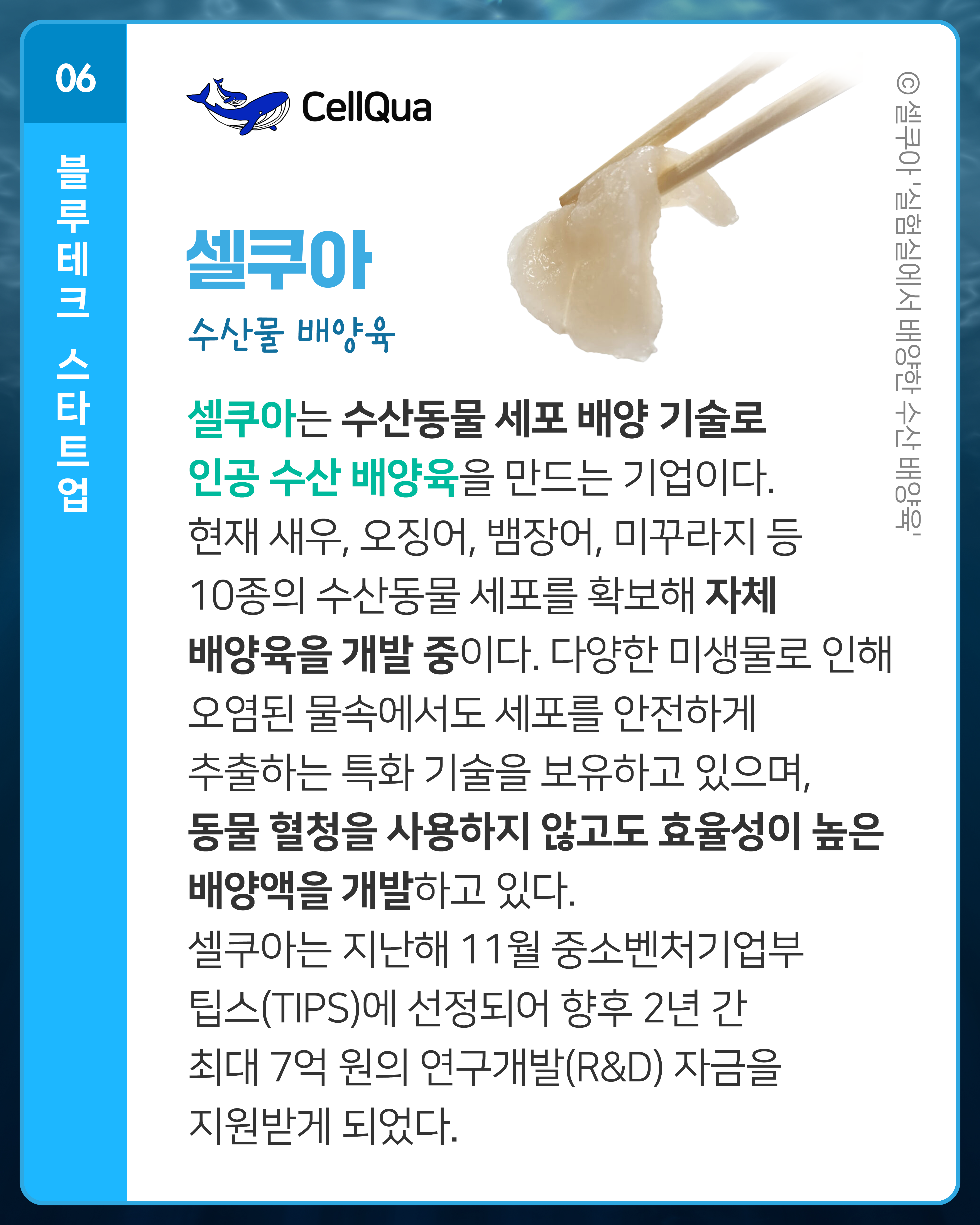 셀쿠아 수산물 배양육
셀쿠아는 수산동물 세포 배양 기술로 인공 수산 배양육을 만드는 기업이다. 현재 새우, 오징어, 뱀장어, 미꾸라지 등 10종의 수산동물 세포를 확보해 자체 배양육을 개발 중이다. 다양한 미생물로 인해 오염된 물속에서도 세포를 안전하게 추출하는 특화 기술을 보유하고 있으며, 동물 혈청을 사용하지 않고도 효율성이 높은 배양액을 개발하고 있다. 셀쿠아는 지난해 11월 중소벤처기업부 팁스(TIPS)에 선정되어 향후 2년 간 최대 7억 원의 연구개발(R&D) 자금을 지원받게 되었다.
